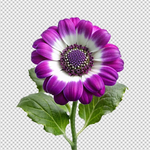 PSD psd de una flor de cineraria sobre un fondo transparente