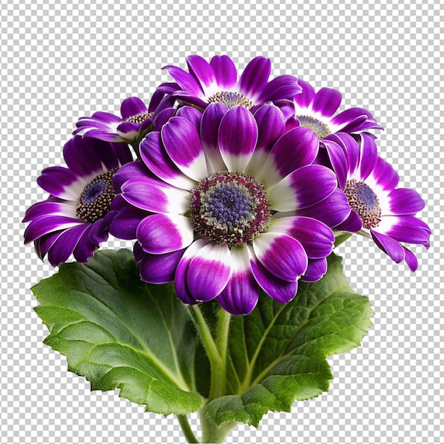 PSD psd de una flor de cineraria sobre un fondo transparente