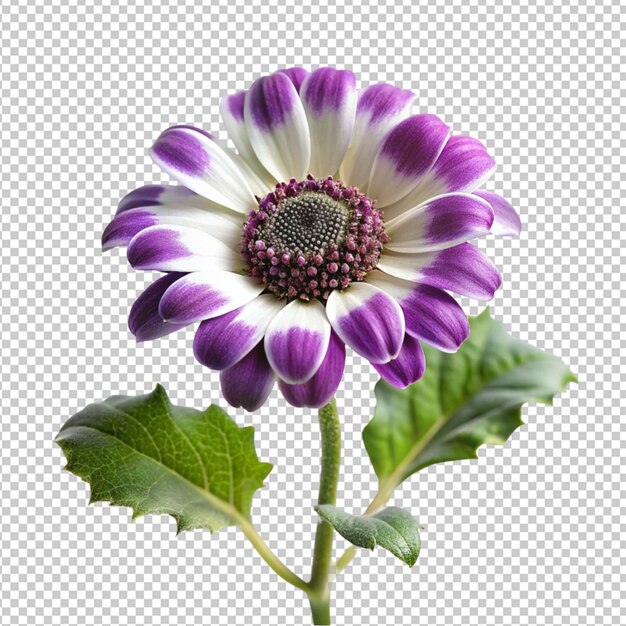 PSD psd de una flor de cineraria sobre un fondo transparente