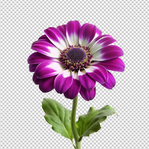 PSD psd de una flor de cineraria sobre un fondo transparente