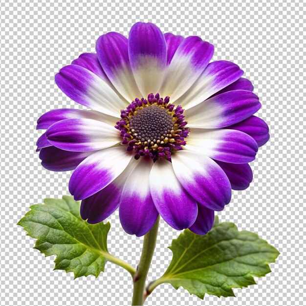 PSD psd de una flor de cineraria sobre un fondo transparente