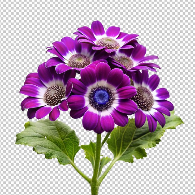 PSD psd de una flor de cineraria sobre un fondo transparente