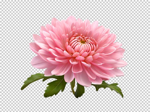 PSD psd flor de crisantemo png en un fondo transparente