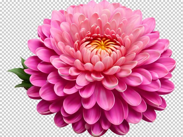 PSD psd flor de crisantemo png en un fondo transparente