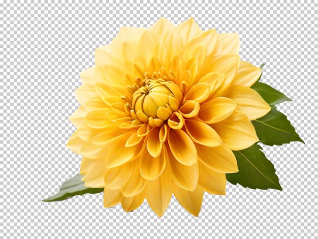 PSD psd flor de dahlia png en un fondo transparente