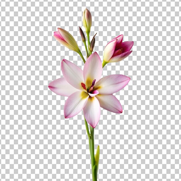 PSD psd de una flor de ixia en un fondo transparente