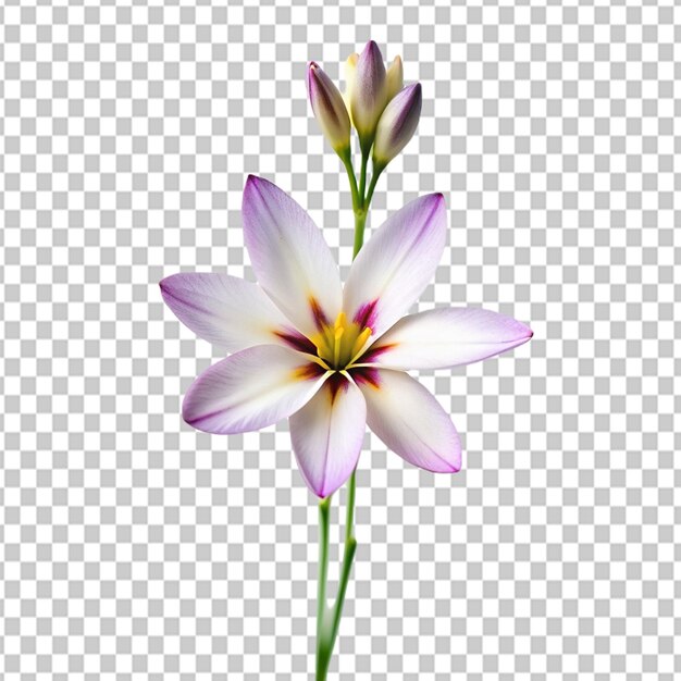 PSD psd de una flor de ixia en un fondo transparente