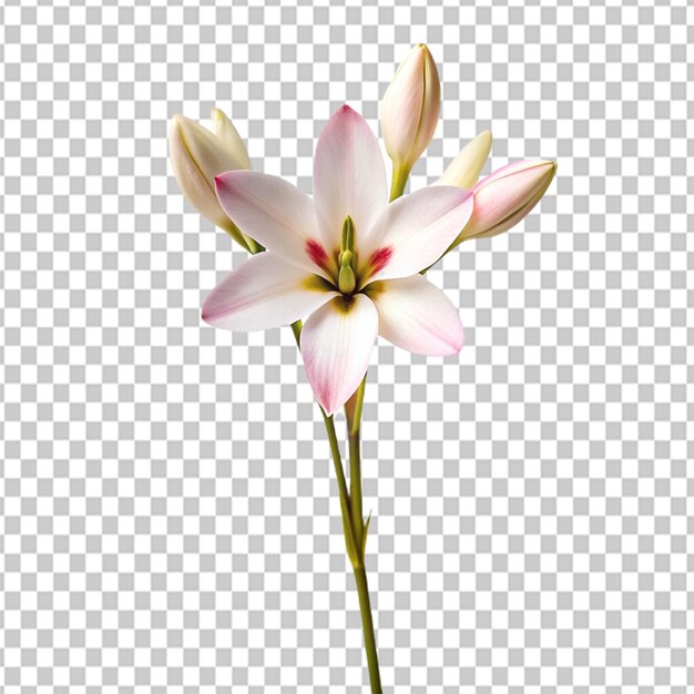 PSD psd de una flor de ixia en un fondo transparente