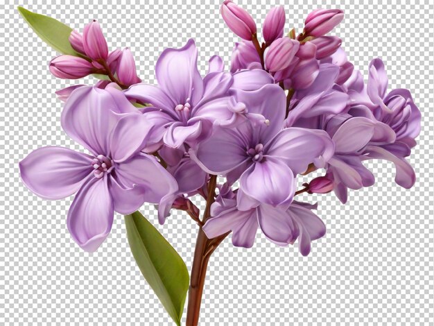 Psd flor de lila png en un fondo transparente