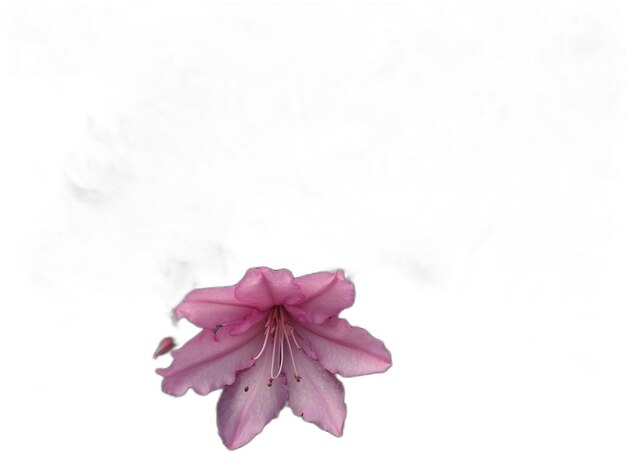 Psd de flor rosa sobre un fondo blanco