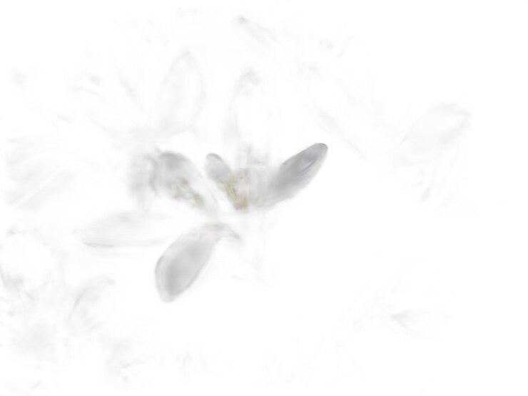 PSD psd de flor sobre un fondo blanco