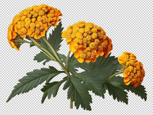 PSD psd de una flor de tansy en un fondo transparente