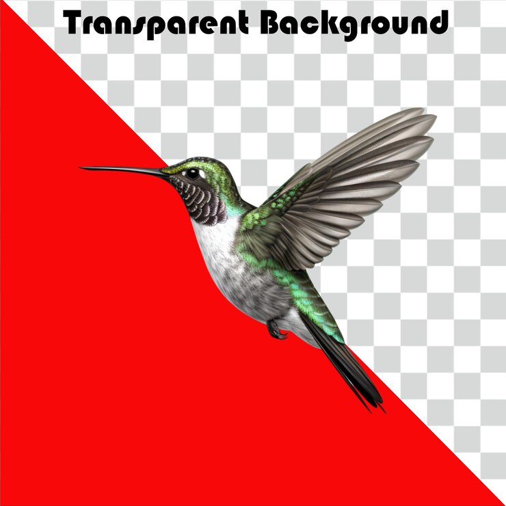 PSD psd fondo transparente colibrí