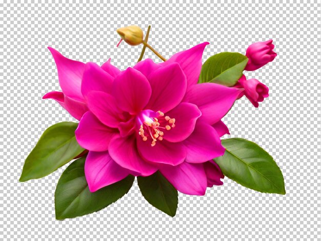 PSD psd fuchsia flower png en un fondo transparente