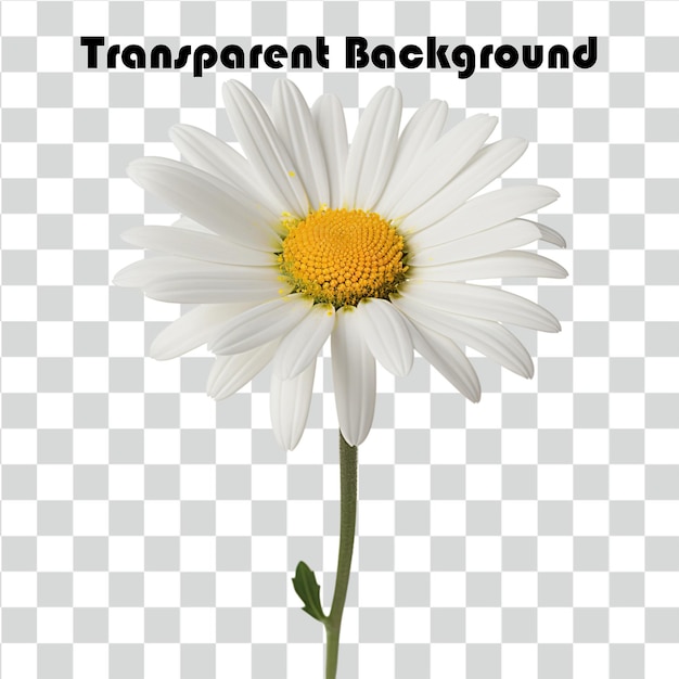 Psd Gänseblümchen transparenter Hintergrund