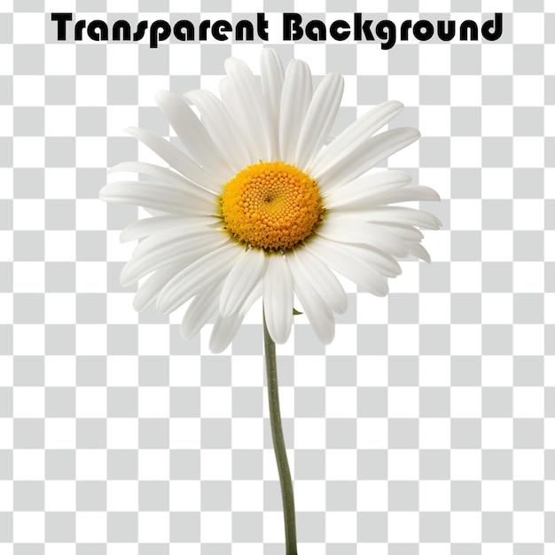 Psd Gänseblümchen transparenter Hintergrund