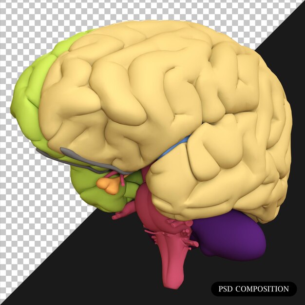 PSD psd gehirn isoliertes 3d-rendering