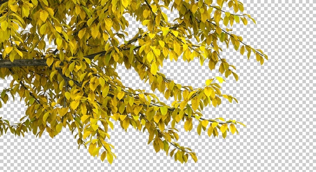 PSD Gelbe Baumzweige Blätter Ausschnitt durchsichtige Hintergründe 3D-Rendering