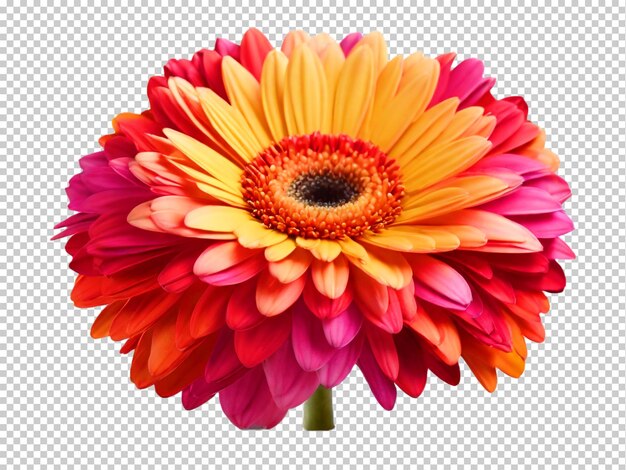 Psd Gerbera Png Sur Un Fond Transparent