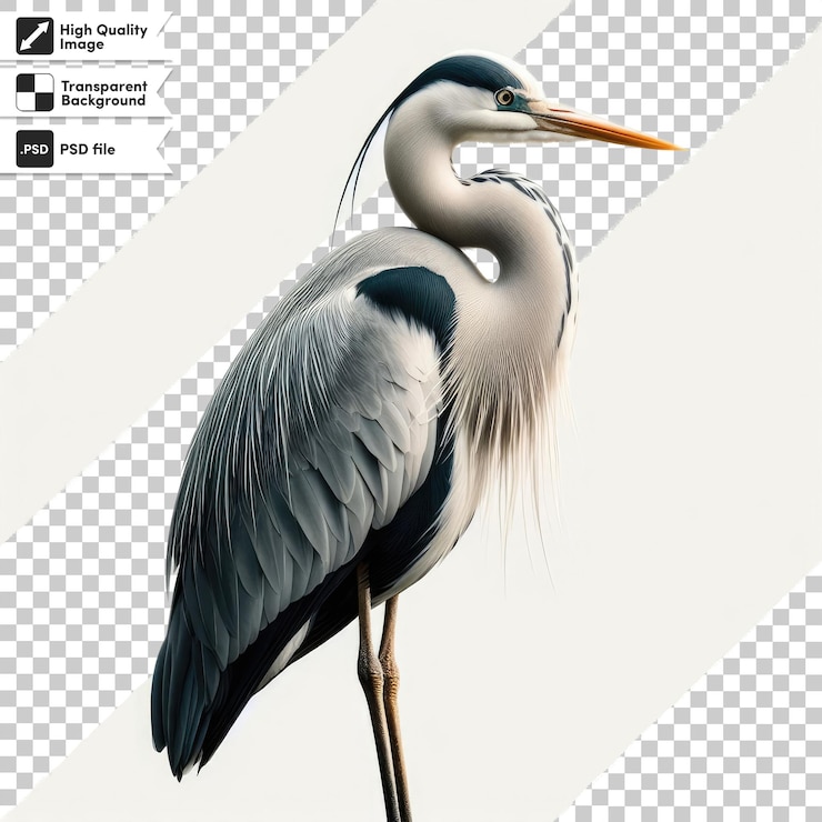 PSD psd gran garza azul ardea cinerea en fondo transparente con capa de máscara editable