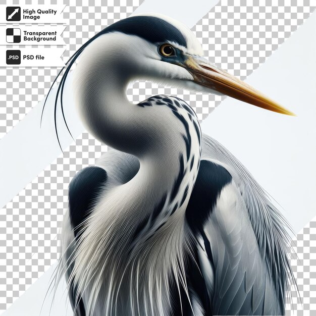 PSD psd gran garza azul ardea cinerea en fondo transparente con capa de máscara editable