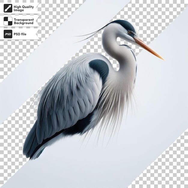 PSD psd gran garza azul ardea cinerea en fondo transparente con capa de máscara editable