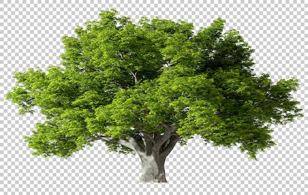 PSD Grand arbre debout croissance découpe arrière-plans transparents rendu 3d