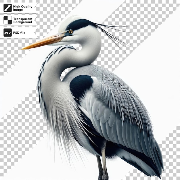 PSD psd grand héron bleu ardea cinerea sur fond transparent avec couche de masque modifiable