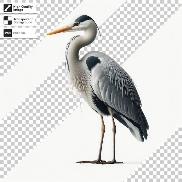 PSD psd grand héron bleu ardea cinerea sur fond transparent avec couche de masque modifiable