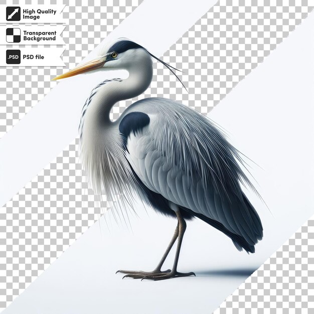 PSD psd grande garça azul ardea cinerea em fundo transparente com camada de máscara editável