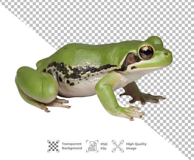 Psd Grenouille Isolée Sur Fond Transparent