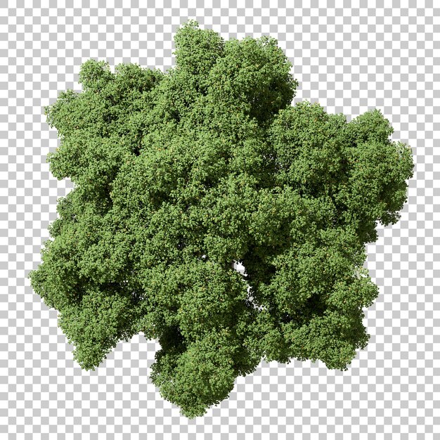 PSD Grünbaum von oben auf transparenten Hintergründen 3D-Rendering