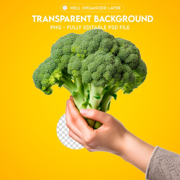 PSD Hand Holding Broccoli Vegetable Food Transparente PNG