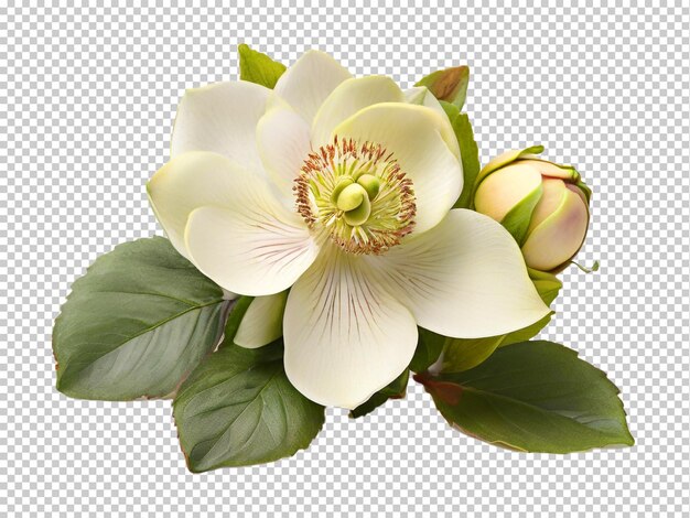 PSD psd hellebore png em um fundo transparente