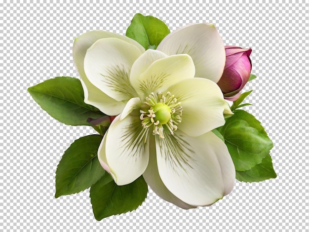 PSD psd hellebore png en un fondo transparente