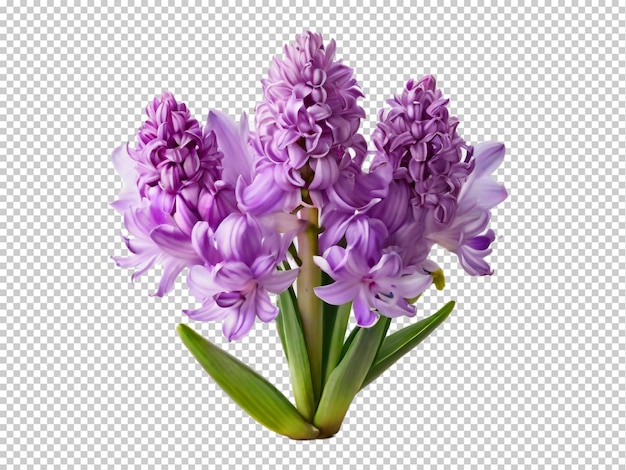 PSD psd hyacinth png sur un fond transparent