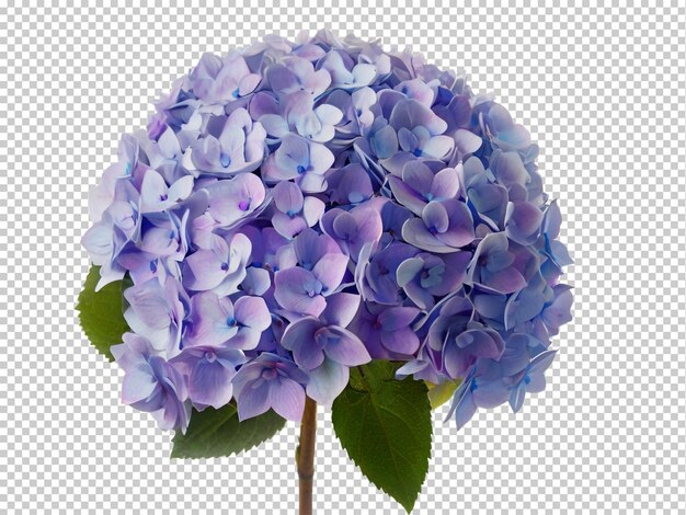 PSD psd hydrangea png sur un fond transparent