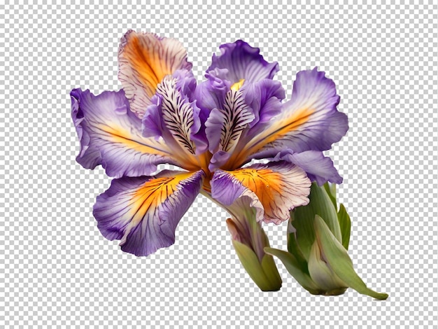 PSD psd iris png en un fondo transparente