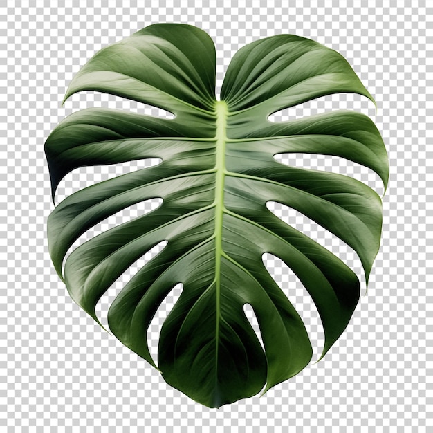 PSD psd isolada de folhas de palmeira monstera tropical