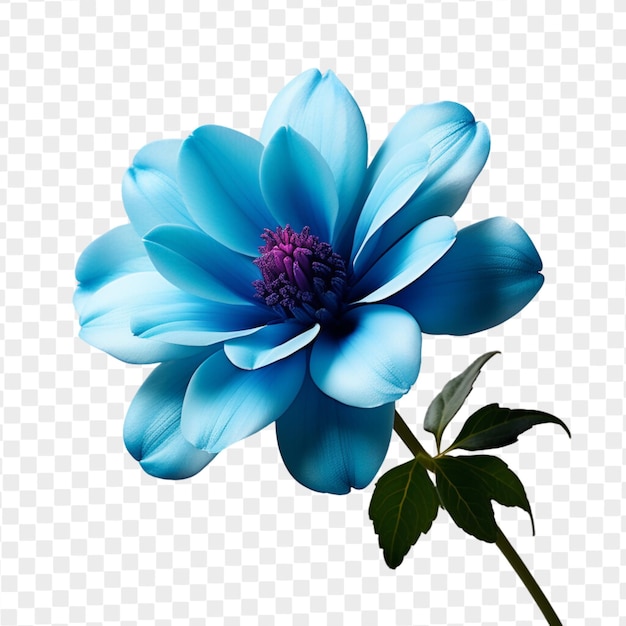 PSD psd isolierte blaue blume