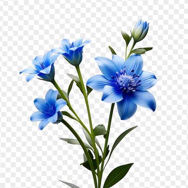 Psd isolierte blaue blume