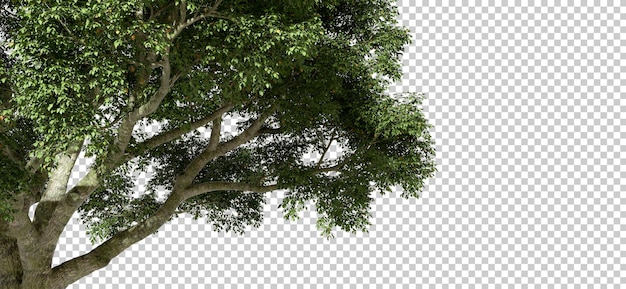 PSD Jungle tropicali rami di alberi foglia con copia spazio ritaglio sfondi trasparenti rendering 3D.