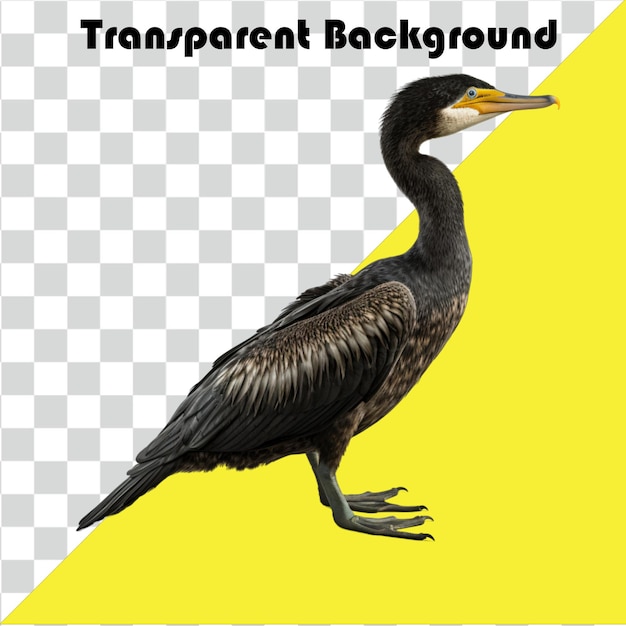 Psd Kormoran transparenter Hintergrund