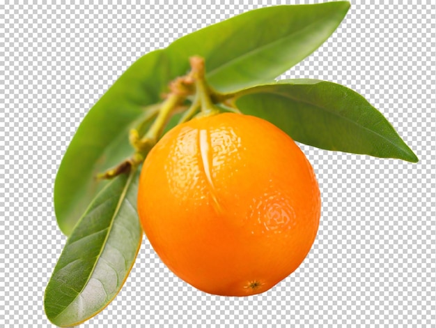 PSD psd kumquat png em um fundo transparente