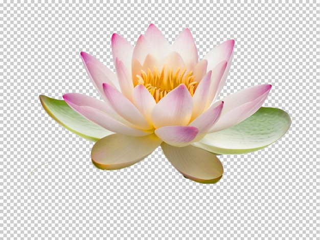 Psd Lily D'eau Png Sur Un Fond Transparent