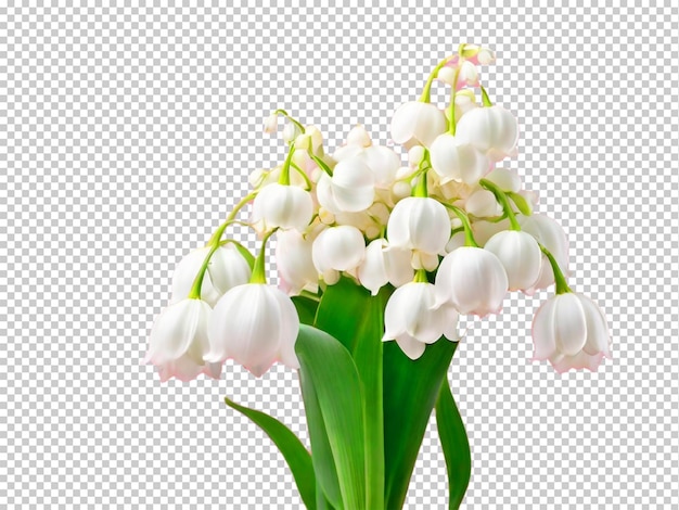 Psd lily of the valley flower png em um fundo transparente