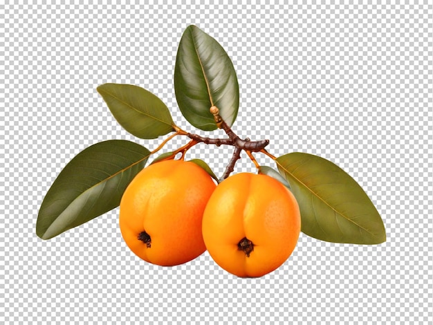 PSD psd loquat png sur un fond transparent