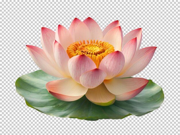 PSD psd lotus png em um fundo transparente