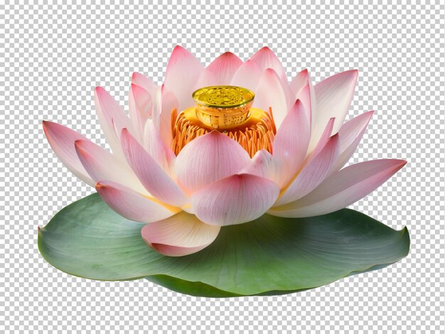 PSD psd lotus png sur un fond transparent