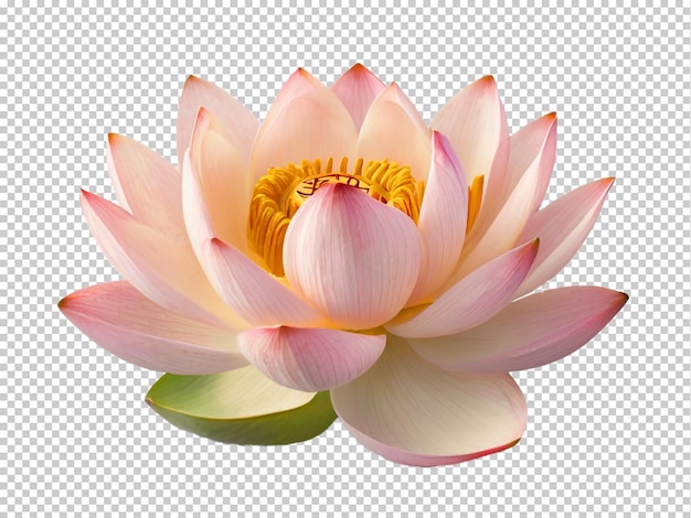 PSD psd lotus png sur un fond transparent